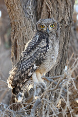 sub-adult Spotted Eagle Owl in the Kgalagadi