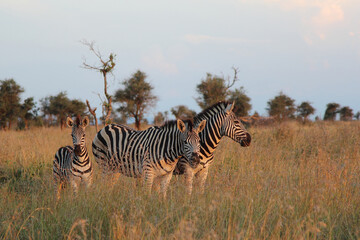 Obraz premium Steppenzebra / Burchell's zebra / Equus burchellii.