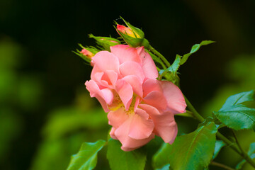 pink rose against the backdrop of green nature