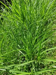 green elephant grass thrives in the garden
