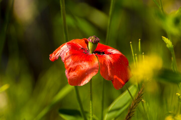 red blooming poppy flower grows against the backdrop of green nature