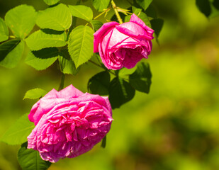 two pink roses grow against the backdrop of pink nature