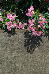 Pink azure bushes over a stone fence. Private gardens. Green fence of flowers.
