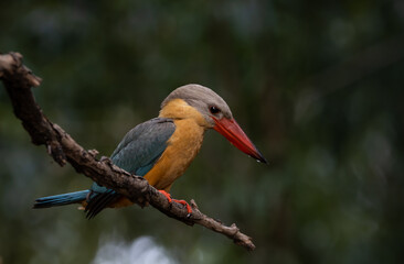 Stork-billed Kingfisher on the branch tree.