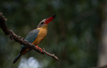 Stork-billed Kingfisher on the branch tree.