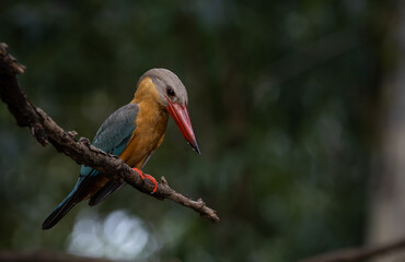 Stork-billed Kingfisher on the branch tree.