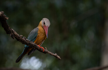 Stork-billed Kingfisher on the branch tree.