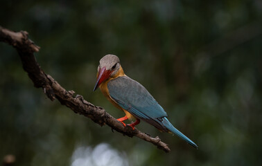 Stork-billed Kingfisher on the branch tree.