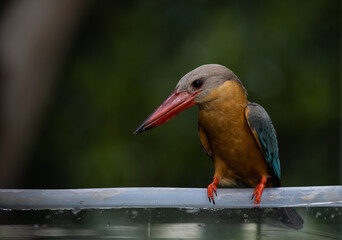 Stork-billed Kingfisher on the branch tree.