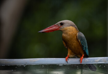 Stork-billed Kingfisher on the branch tree.