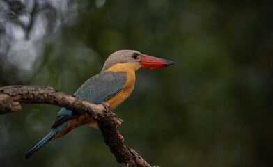 Stork-billed Kingfisher on the branch tree.