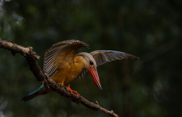 Stork-billed Kingfisher on the branch tree.