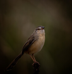 Prinia inornata on the branch tree.