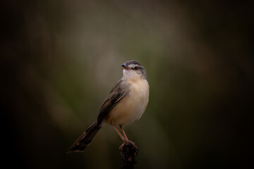 Prinia inornata on the branch tree.