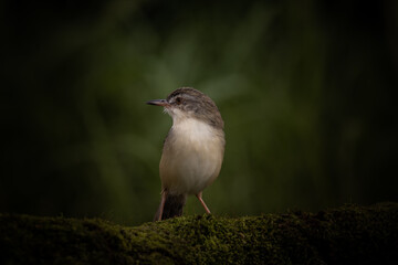 Prinia inornata on the branch tree.