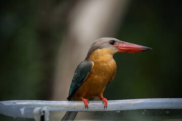 Stork-billed Kingfisher on the branch tree.