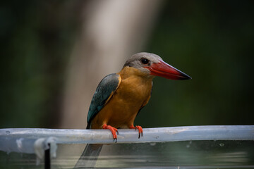 Stork-billed Kingfisher on the branch tree.
