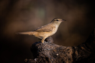 Oriental Reed Warbler on dry branch tree.