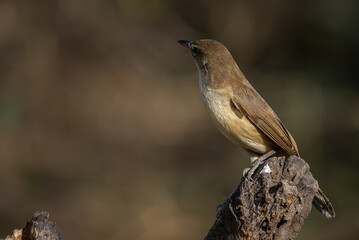 Oriental Reed Warbler on dry branch tree.