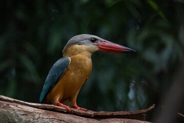 Stork-billed Kingfisher on the branch tree.