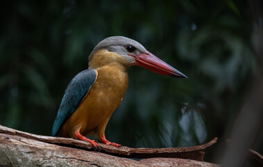 Stork-billed Kingfisher on the branch tree.