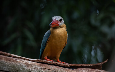 Stork-billed Kingfisher on the branch tree.