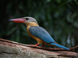 Stork-billed Kingfisher on the branch tree.