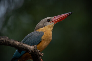 Stork-billed Kingfisher on the branch tree.