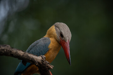 Stork-billed Kingfisher on the branch tree.