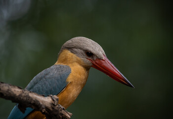 Fototapeta premium Stork-billed Kingfisher on the branch tree.