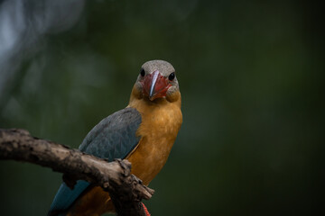 Stork-billed Kingfisher on the branch tree.