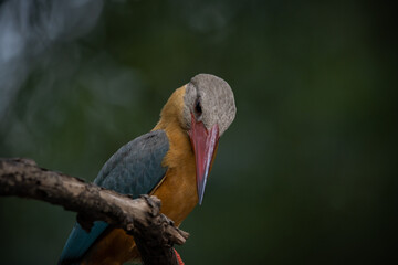 Stork-billed Kingfisher on the branch tree.