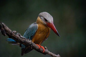 Stork-billed Kingfisher on the branch tree.