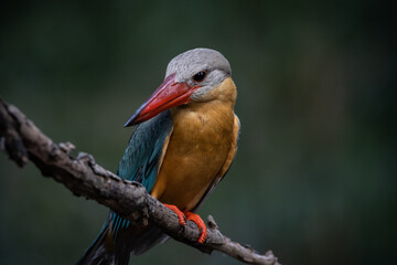 Stork-billed Kingfisher on the branch tree.