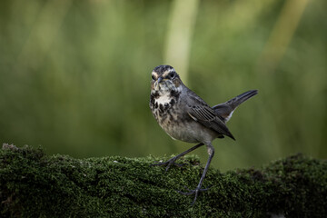 Bluethroat (female) standing on a dry log covered with green moss.