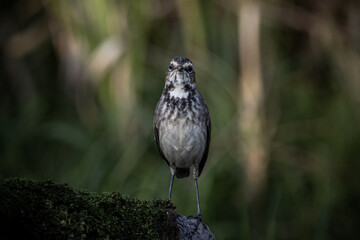 Bluethroat (female) standing on a dry log covered with green moss.