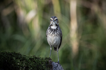 Bluethroat (female) standing on a dry log covered with green moss.