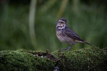 Bluethroat (female) standing on a dry log covered with green moss.