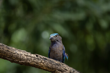  Indian Roller standing on a dry branch tree.