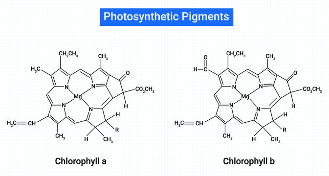 Photosynthetic pigments : Chlorophyll a and Chlorophyll b