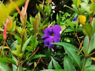 purple flowers among the bushes