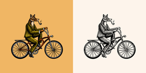 A fox with a pipe in a suit rides a bicycle and pedals. Fashion animal character. Hand drawn woodcut outline sketch. Vector engraved illustration for logo and tattoo or T-shirts.