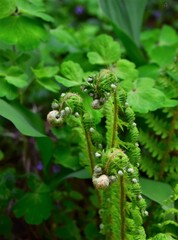 fern leaves