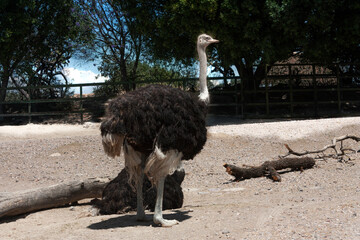 Ostrich  terrestrial bird does not fly at this time standing characteristic feathers and beak strong legs capable of running at 60 kilometers per hour in its wild life scientific name Struthio camelus