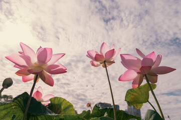 pink lotus flower on sky