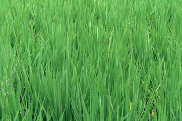 abstract stunning panorama green leaf texture, tropical leaf foliage nature dark green background. green banners nature tropical concept