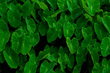 abstract stunning panorama green leaf texture, tropical leaf foliage nature dark green background. green banners nature tropical concept