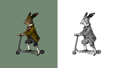 Hare or rabbit rides a scooter. Antique gentleman in a cap and coat. Victorian Ancient Retro Clothing. A man in a suit. Hand drawn old monochrome sketch. Vintage engraving style. - obrazy, fototapety, plakaty