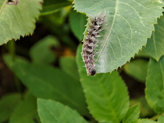 Close up photo of a small caterpillar on a leaf. 