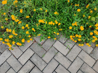 A photo of yellow lantana camara flower in MBS Park, Serang, Banten, Indonesia. 